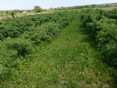 OPG RADIČEVIĆ OPG RADIČEVIĆ