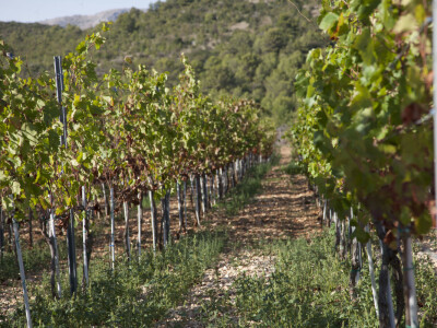 OPG Radoslav Županović