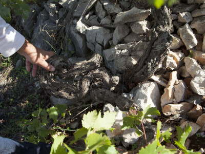 OPG Radoslav Županović