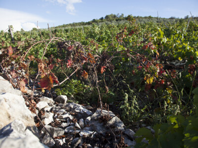 OPG Radoslav Županović