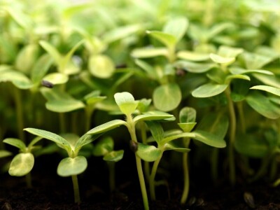 OPG Rogić liofilizirani proizvodi i svježe mikrobilje