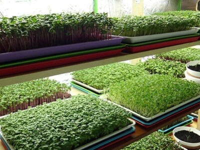 OPG Rogić liofilizirani proizvodi i svježe mikrobilje