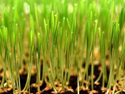 OPG Rogić liofilizirani proizvodi i svježe mikrobilje