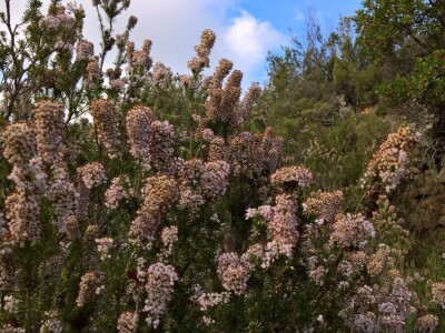OPG Roguljić u Kučinama proizvodi med i pčelinje proizvode, soparnik, maslinovo ulje i suhe smokve te uzgaja buše