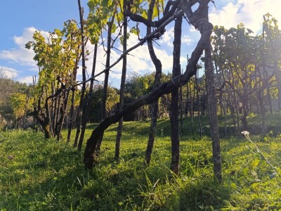 OPG Ružić - autohtona sorta jarbola
