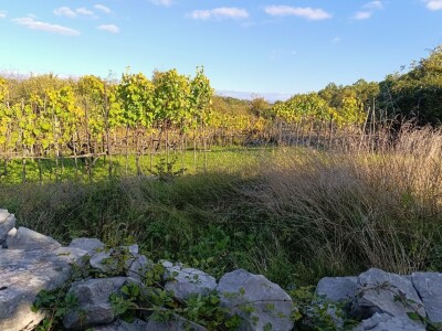 OPG Ružić - autohtona sorta jarbola