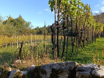 OPG Ružić - autohtona sorta jarbola