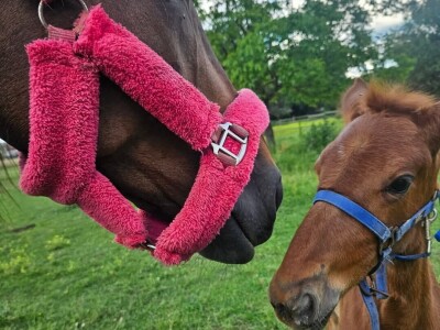 OPG Sandra Cerjanec Bjelovar