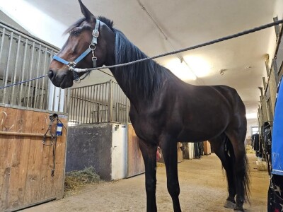 OPG Sandra Cerjanec Bjelovar