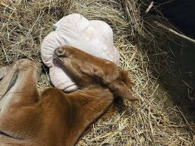 OPG Sandra Cerjanec Bjelovar