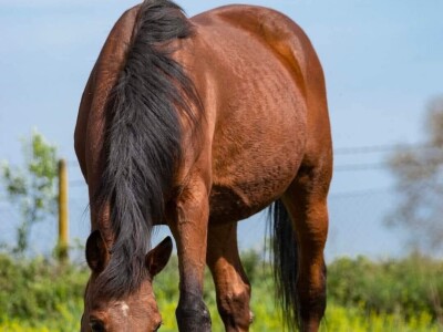 OPG Sandra Cerjanec Bjelovar