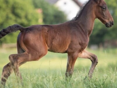OPG Sandra Cerjanec Bjelovar