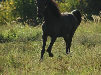 OPG Sandra Cerjanec Bjelovar