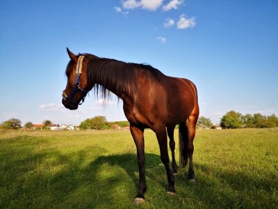 OPG Sandra Cerjanec Bjelovar