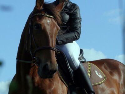 OPG Sandra Cerjanec Bjelovar