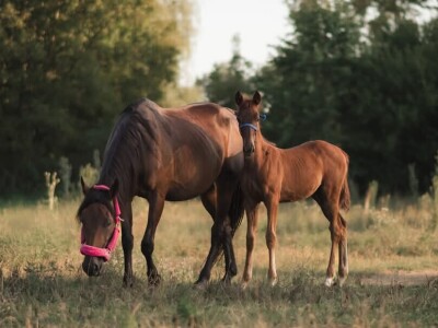 OPG Sandra Cerjanec Bjelovar