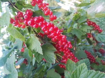 OPG Sandra Pustišek OPG Sandra Pustišek