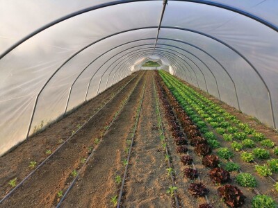 OPG Sandra Pustišek OPG Sandra Pustišek