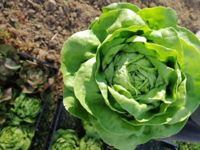 OPG Sandra Pustišek OPG Sandra Pustišek