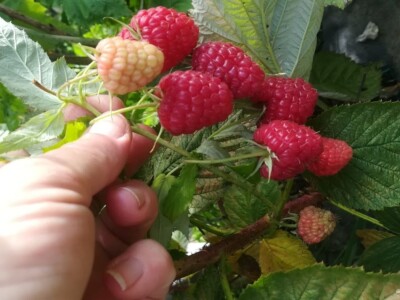 OPG Sandra Pustišek OPG Sandra Pustišek