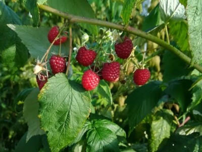 OPG Sandra Pustišek OPG Sandra Pustišek