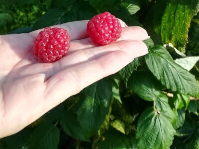 OPG Sandra Pustišek OPG Sandra Pustišek