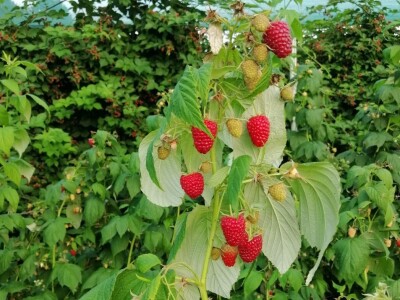 OPG Sandra Pustišek OPG Sandra Pustišek