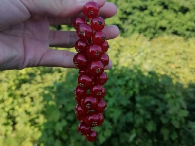 OPG Sandra Pustišek OPG Sandra Pustišek