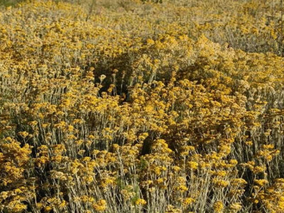 Zdravo smilje - predivno bilje!