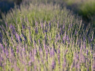 Kad zamiriše lavanda!