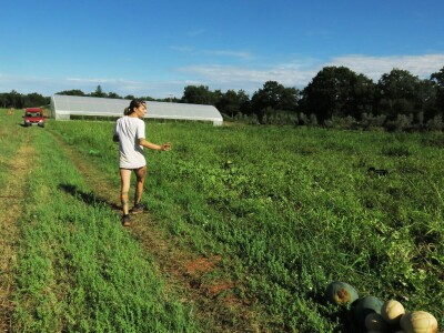 OPG Sarvan - ekološka proizvodnja Loborika