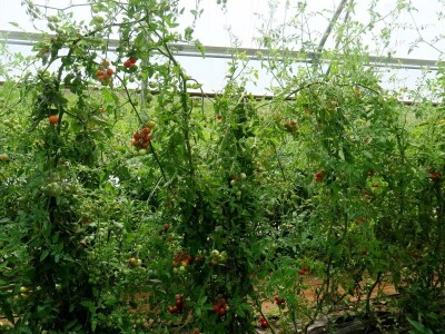 OPG Sarvan - ekološka proizvodnja Loborika