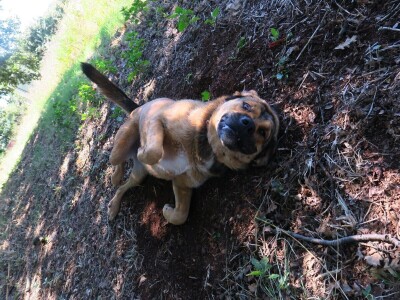 OPG Sarvan - ekološka proizvodnja Loborika