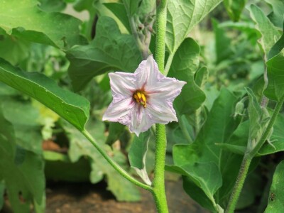 OPG Sarvan - ekološka proizvodnja Loborika