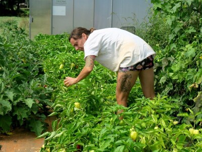 OPG Sarvan - ekološka proizvodnja Loborika