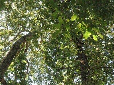 OPG Sarvan - ekološka proizvodnja Loborika