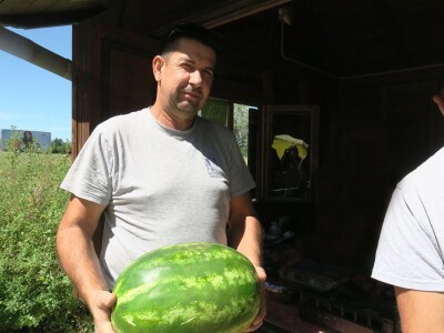OPG Sarvan - ekološka proizvodnja Loborika