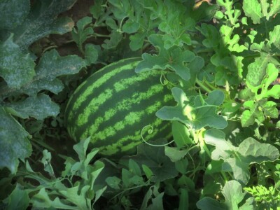 OPG Sarvan - ekološka proizvodnja Loborika