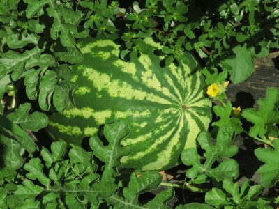 OPG Sarvan - ekološka proizvodnja Loborika