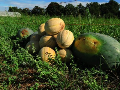 OPG Sarvan - ekološka proizvodnja Loborika
