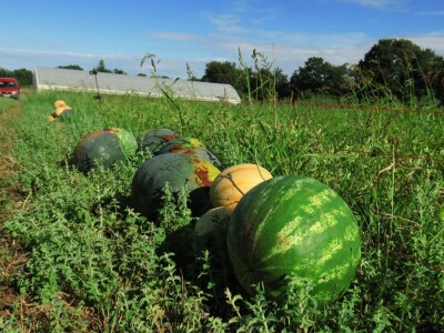 OPG Sarvan - ekološka proizvodnja Loborika