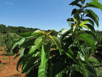 OPG Sarvan - ekološka proizvodnja Loborika