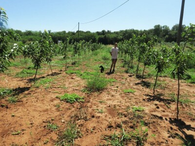 OPG Sarvan - ekološka proizvodnja Loborika