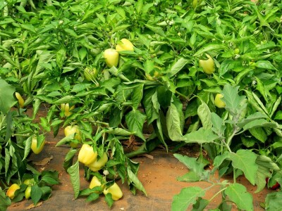 OPG Sarvan - ekološka proizvodnja Loborika