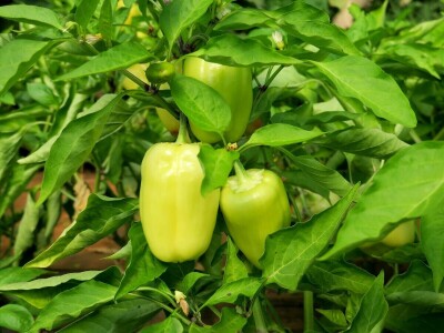 OPG Sarvan - ekološka proizvodnja Loborika