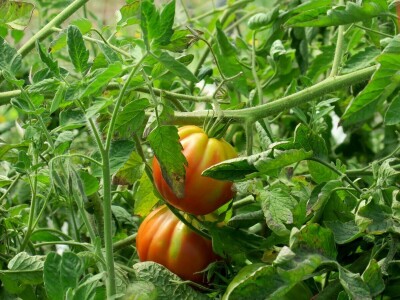 OPG Sarvan - ekološka proizvodnja Loborika