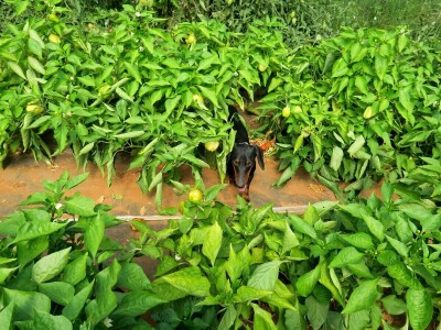 OPG Sarvan - ekološka proizvodnja Loborika