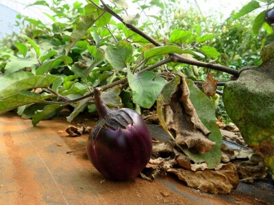 OPG Sarvan - ekološka proizvodnja Loborika