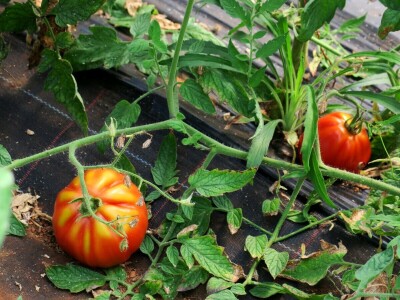 OPG Sarvan - ekološka proizvodnja Loborika