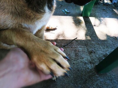 OPG Sarvan - ekološka proizvodnja Loborika